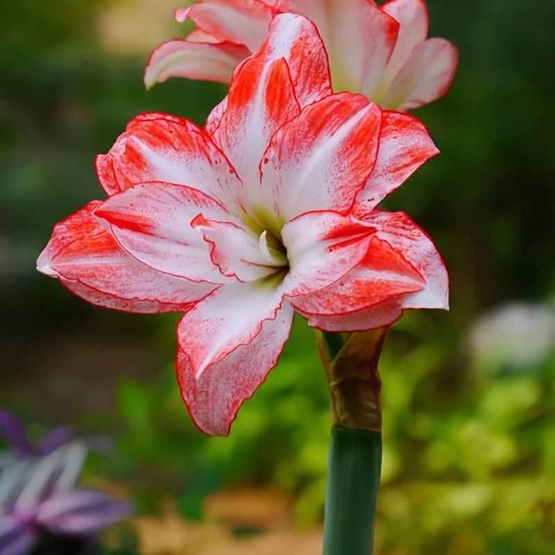 Amaryllis Bulbs - Exotic Peacock