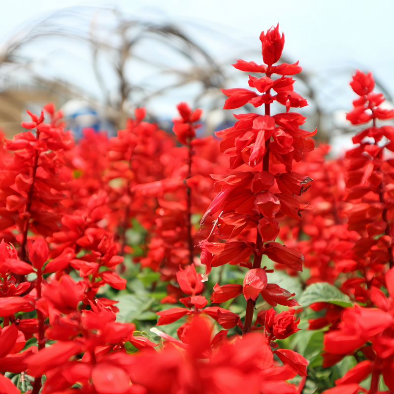 Salvia Splendens Red Flower Queen Seeds up to 50%