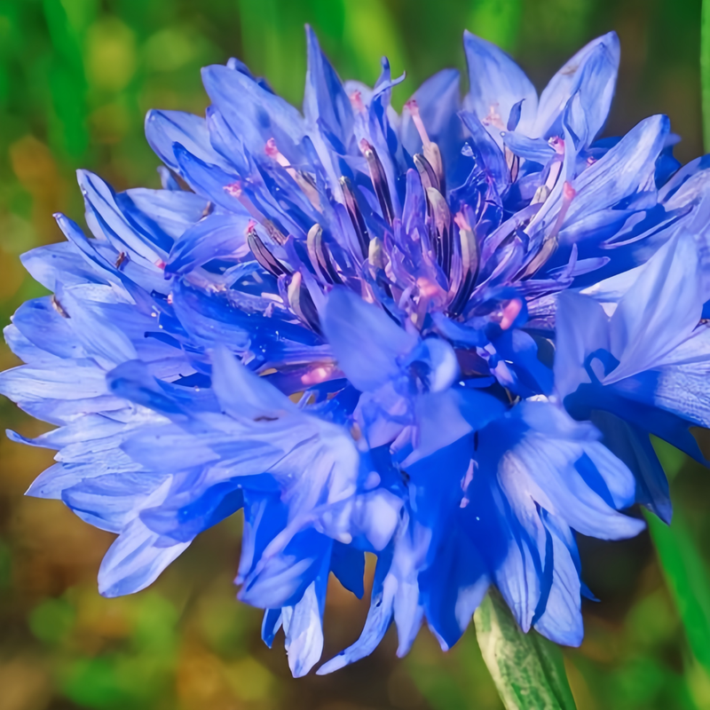 Cornflower / Bachelor Button Seeds - Blue Larger Packet High Germination 600-3000 Onsaleseeds