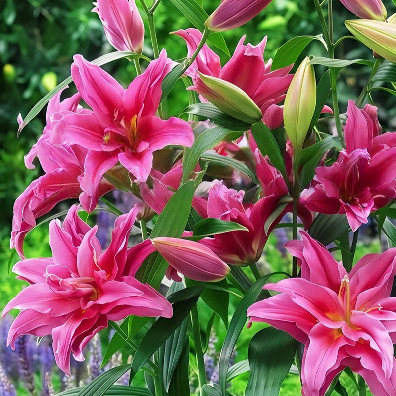 Lily Bulbs - Elena Double