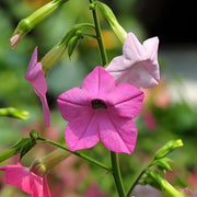 Flowering Tobacco Seeds - Mix