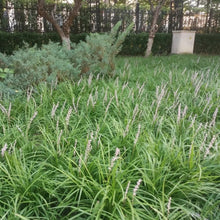 Danish Grass Seeds