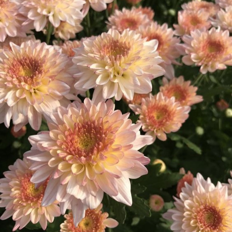 Candy Chrysanthemum Seeds  up to 50%