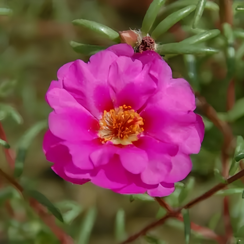 Moss Rose Seeds - Rose Red Larger Packet High Germination 25000-60000 Onsaleseeds