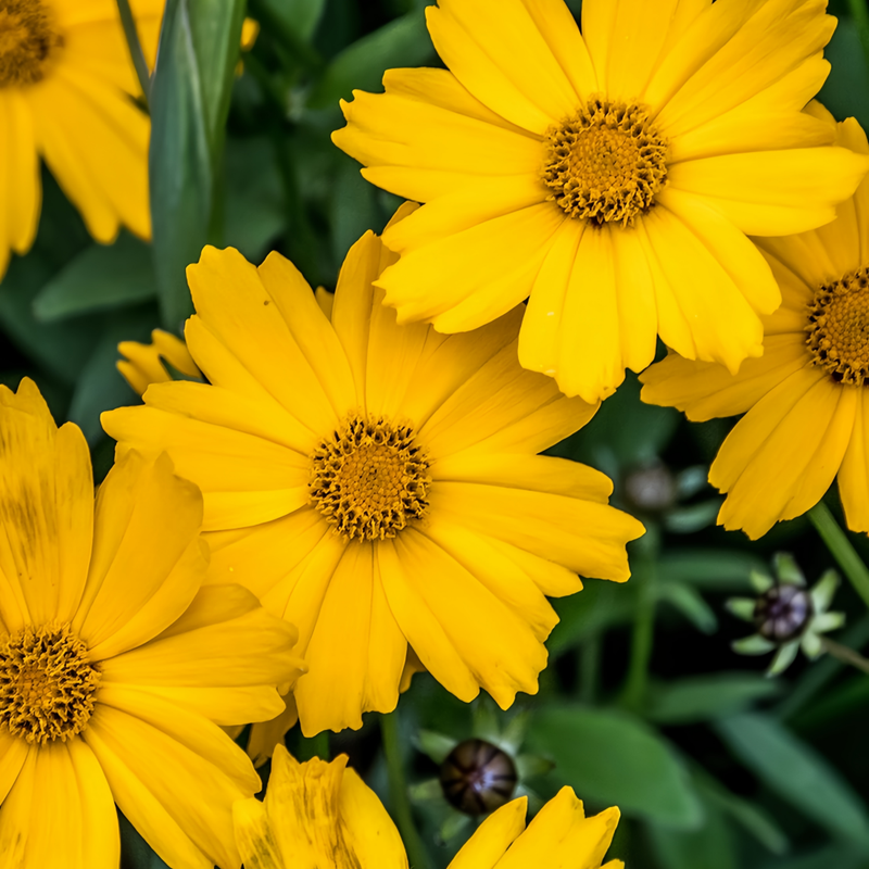 C.lanceolata Yellow Single Petal Seeds up to 50%