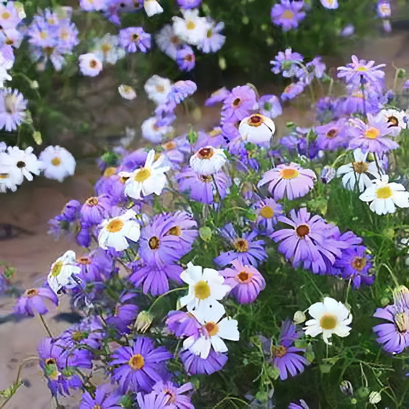 Brachycome Iberdifolia Seeds - Mix Larger Packet High Germination 1000-5000 Onsaleseeds