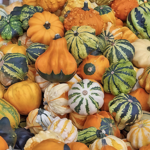 Squash Seeds - Green and White