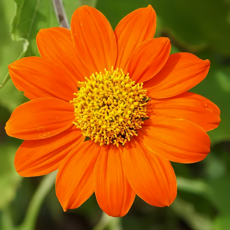 Zinnia Elegans Seeds - Orange Abundant High Germination  Onsaleseeds