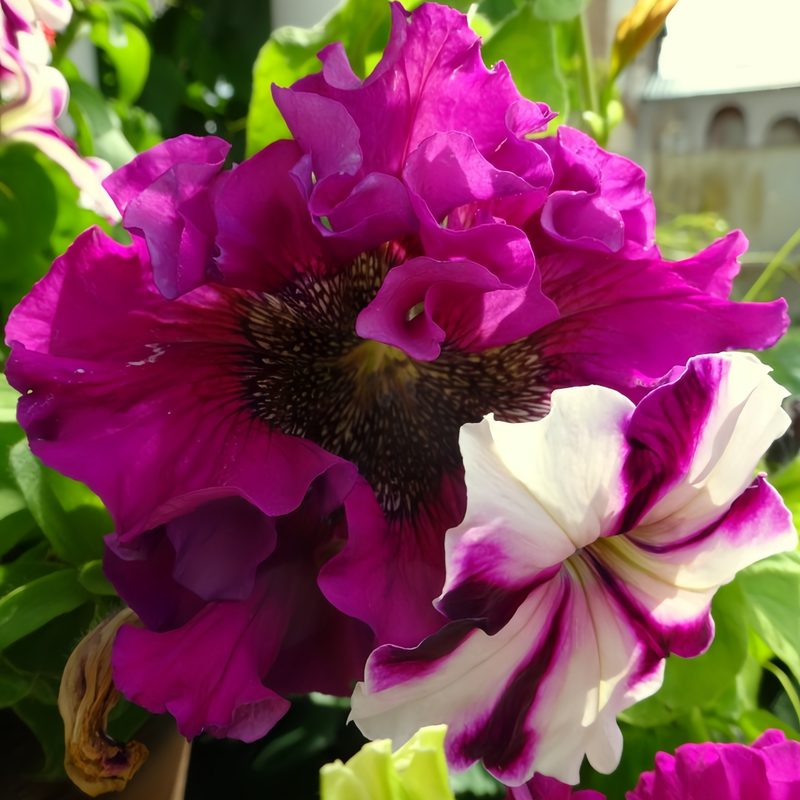 Petunia Hybrida Seeds - Mix Wrinkled Flap Larger Packet High Germination 4000-20000 Onsaleseeds