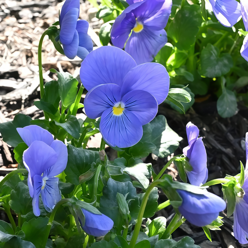 Viola Pure Blue Colour Seeds up to 50%