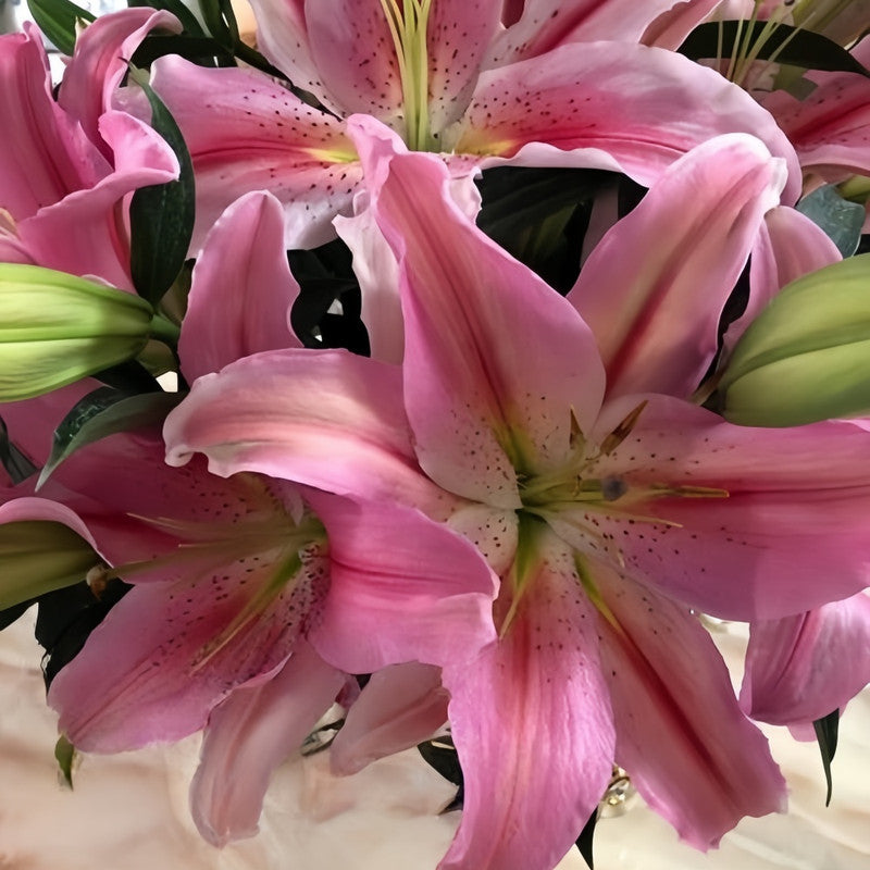 Lily Bulbs - Clarissa Double