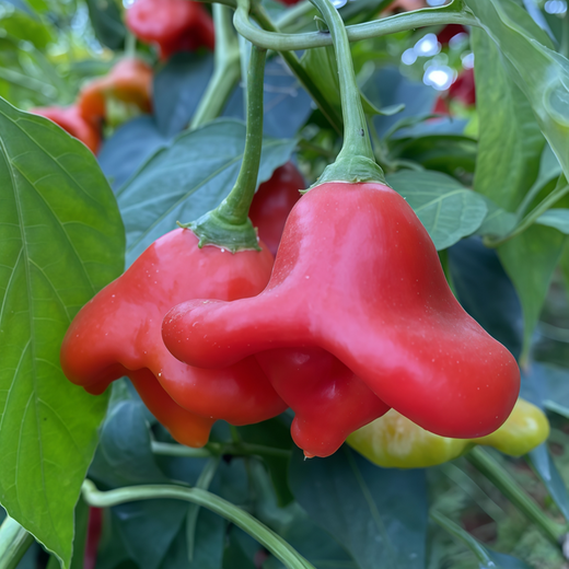Bat Ornamental Pepper Seeds