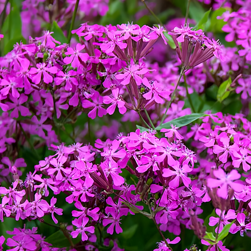 Catchfly Seeds - Purplish Red Larger Packet High Germination 4000-20000 Onsaleseeds