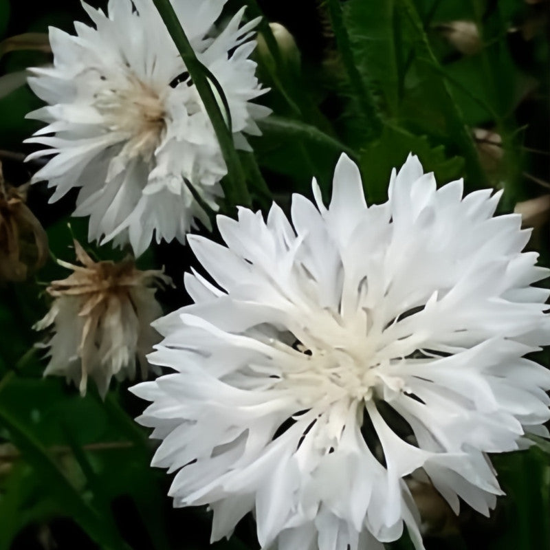Cornflower / Bachelor Button Seeds - White Larger Packet High Germination 1000-5000 Onsaleseeds