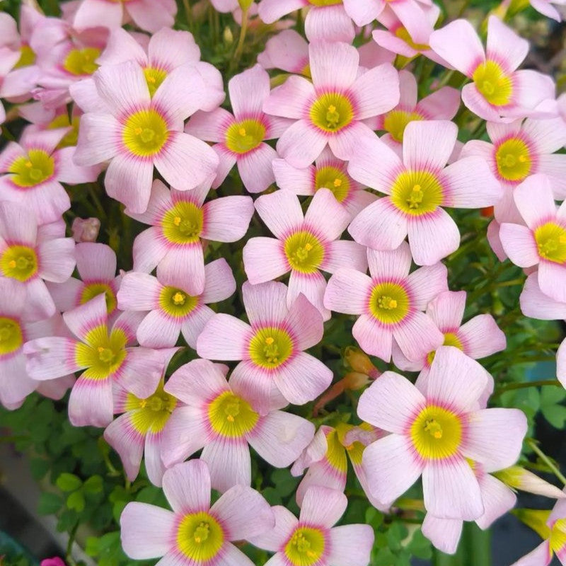 Oxalis Bulbs - Cherry Stone