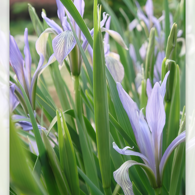 Iris Blue Seeds up to 50% Large Pack · 600-3000 Seeds