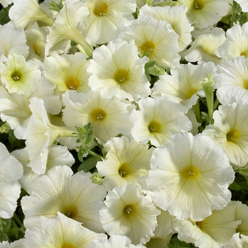 Petunia Hybrida Seeds - Pale Yellow Larger Packet High Germination 360-1800 Onsaleseeds