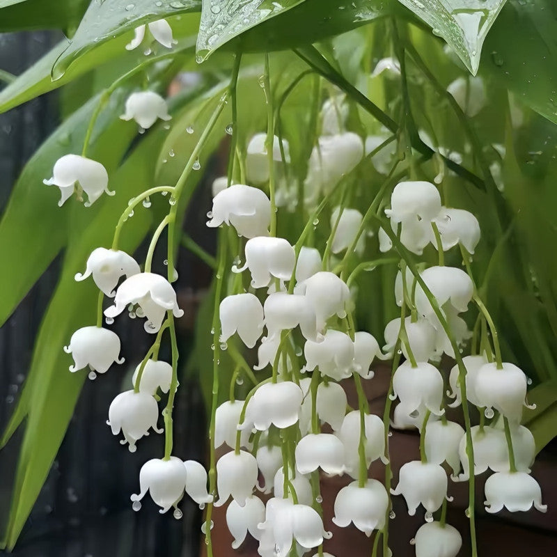 Lily of the Valley Roots
