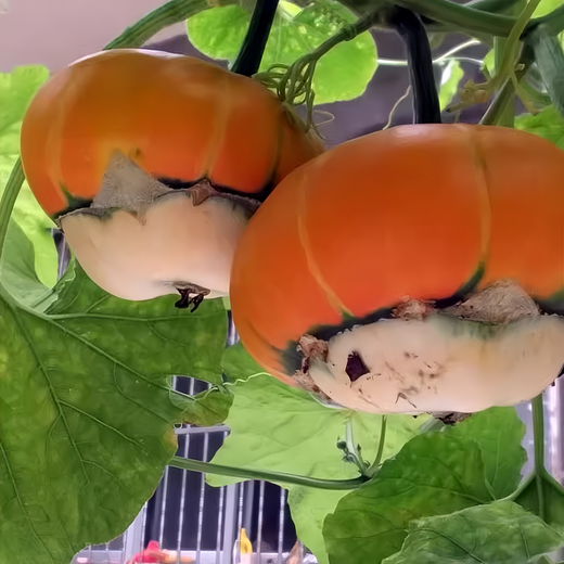 Cense Orange Squash Seeds