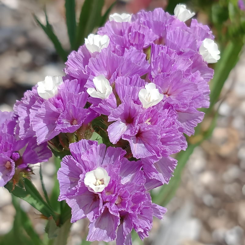 Statice Seeds - Purplish Red Larger Packet High Germination 800-4000 Onsaleseeds