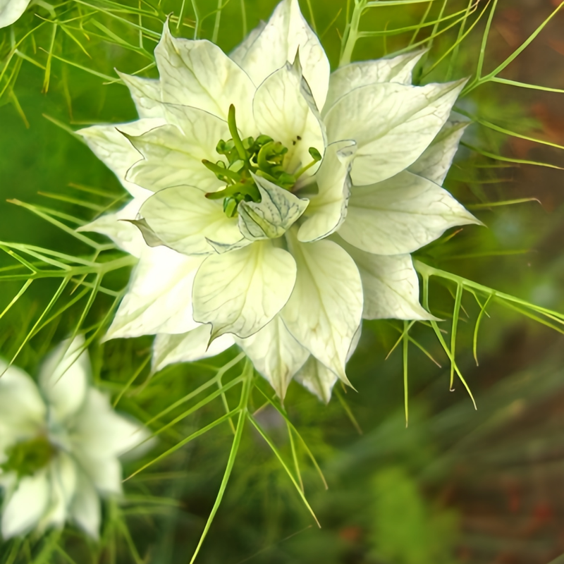 Love In A Mist Seeds - White Larger Packet High Germination 4000-20000 Onsaleseeds