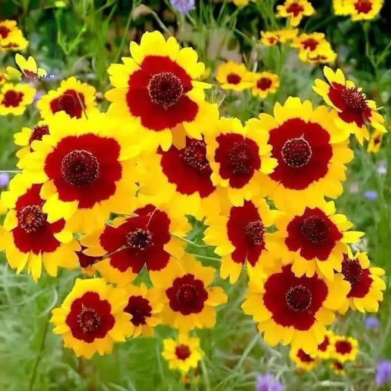 Sanvitalia Procumbens Yellow Seeds up to 50% Large Pack · 2000-10000 Seeds