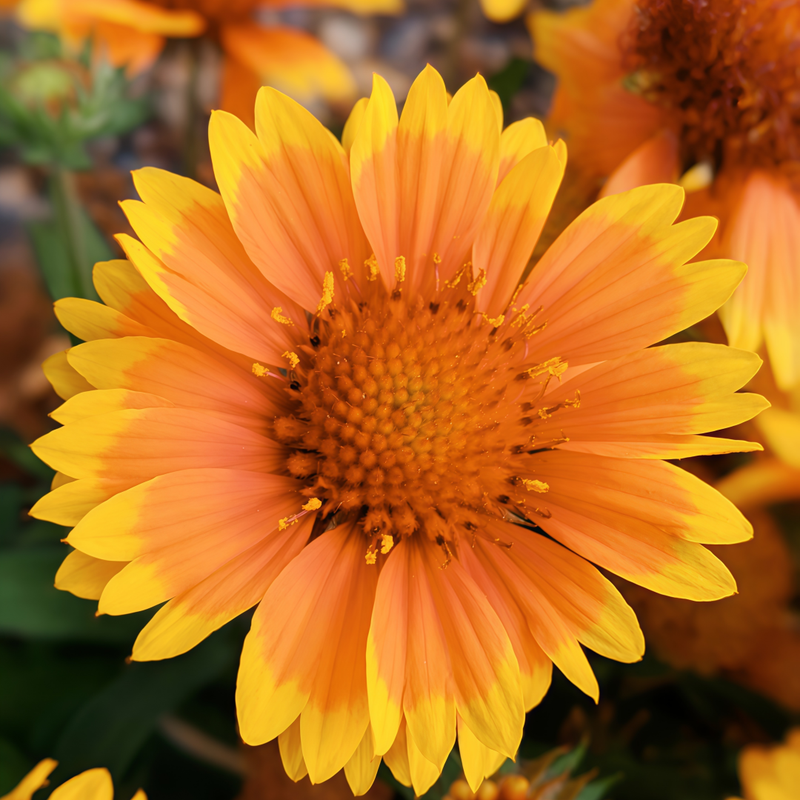 Blanket Flower Seeds - Arizona Apricot Yellow High Germination Onsaleseeds