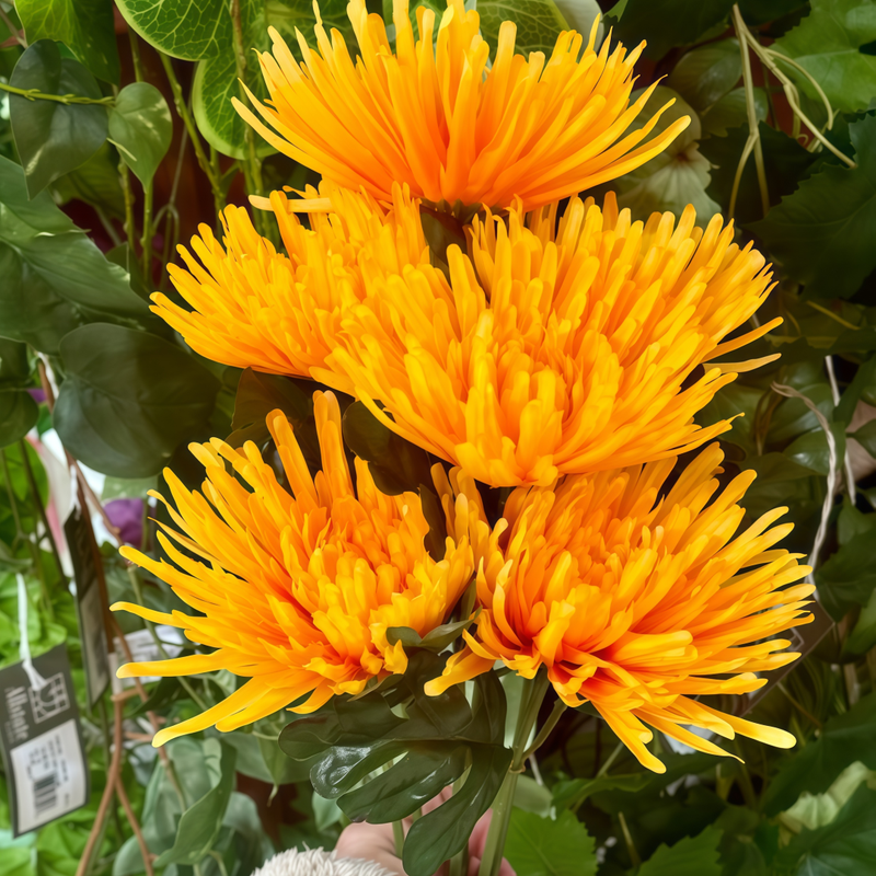 Zinnia Elegans Seeds - Orange Larger Packet High Germination 300-1500 Onsaleseeds