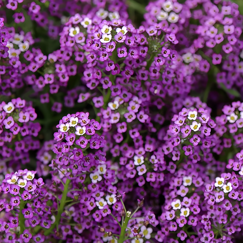 Sweet Alyssum Seeds - Purplish Red Larger Packet High Germination 4000-20000 Onsaleseeds