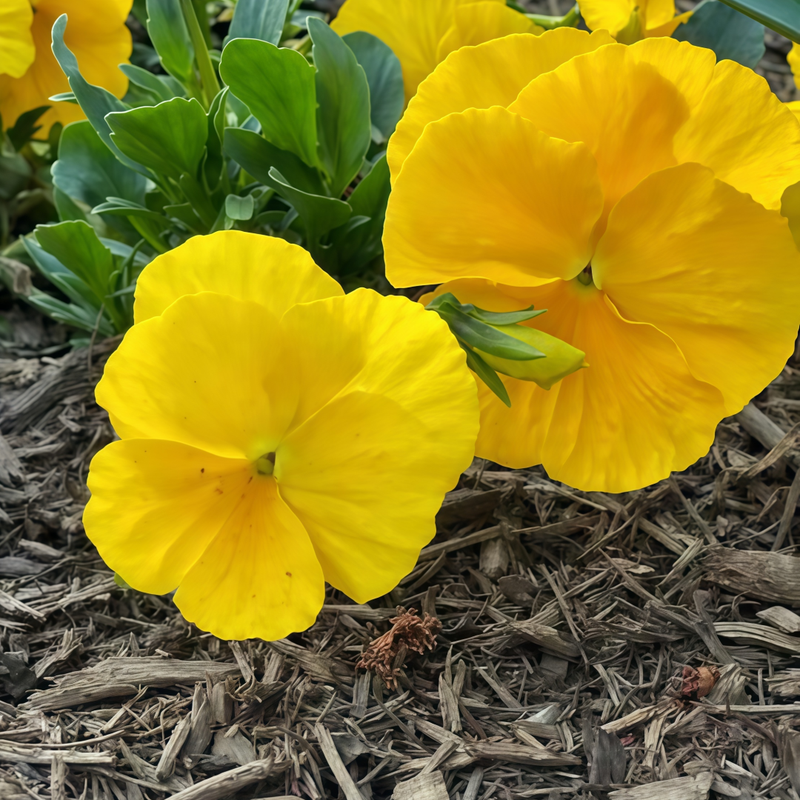 Viola Pure Yellow Seeds up to 50%