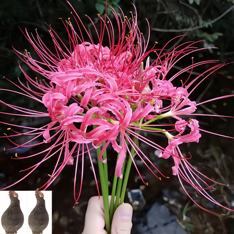 Red Spider Lily (Lycoris Radiata) Diamond Rose Bulbs up to 50%