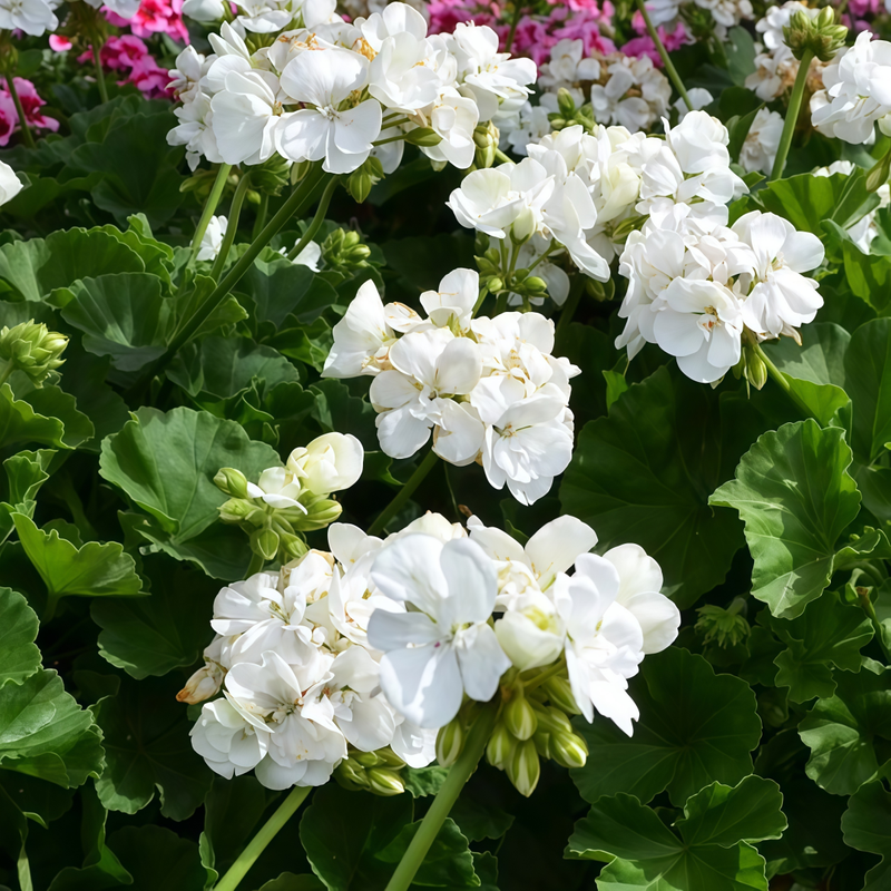 Pelargonium Seeds - White High Germination Onsaleseeds