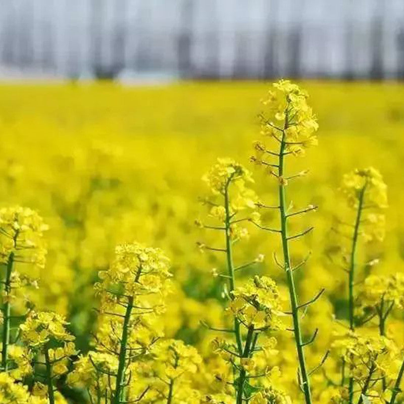 Brassica Capestris Seeds - Yellow Larger Packet High Germination 650-3500 Onsaleseeds