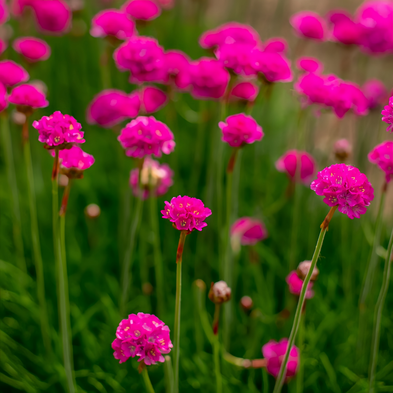 Armeria Rose Red Seeds up to 50%