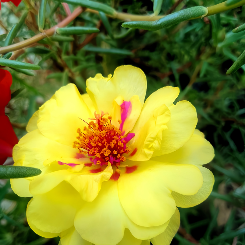Moss Rose Seeds - Yellow Larger Packet High Germination 3000-15000 Onsaleseeds