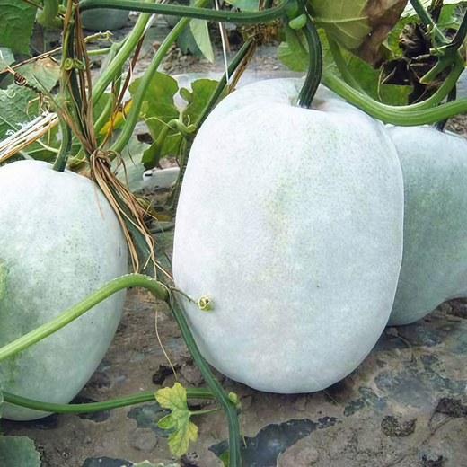 Winter Melon Seeds - Off White