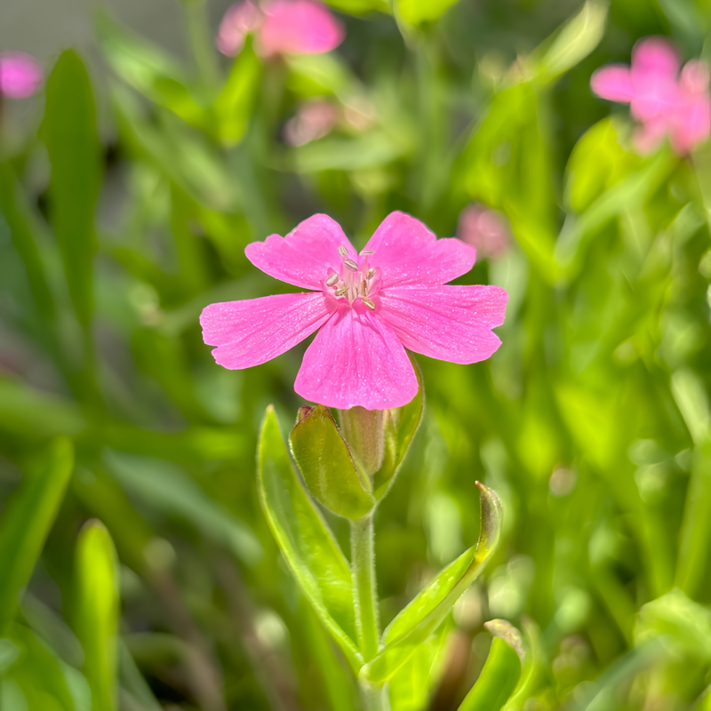Nodding Catchfly Seeds - Pink Larger Packet High Germination 4000-20000 Onsaleseeds