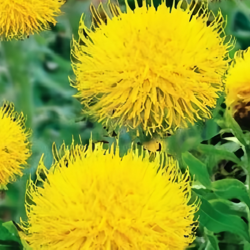 Cornflower / Bachelor Button Seeds - Yellow Larger Packet High Germination 800-4000 Onsaleseeds