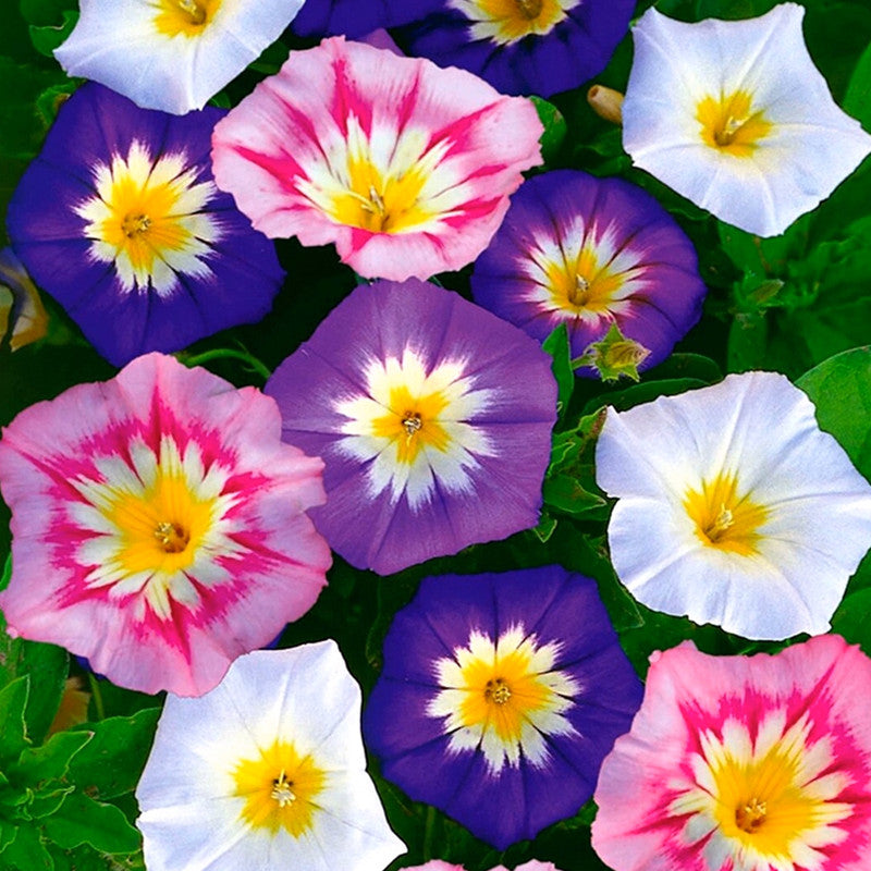 Dwarf Morning-Glory Seeds - Mix Larger Packet High Germination 600-3000 Onsaleseeds