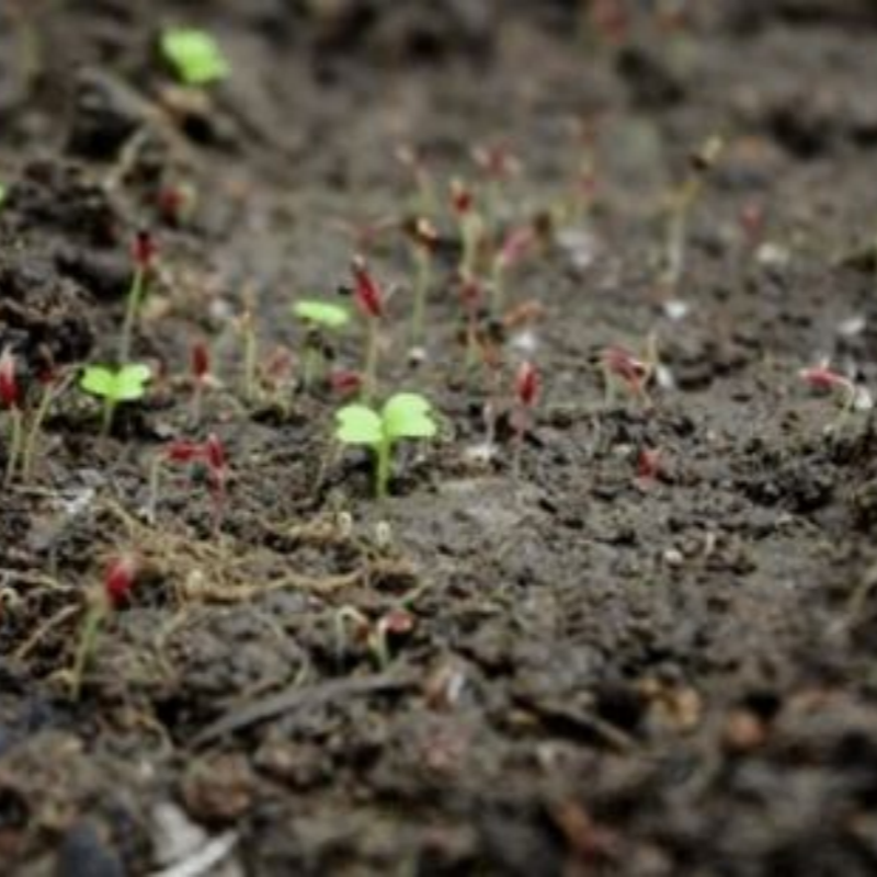 Set of 20 Vegetable Seed Packets – 2000+ Heirloom Seeds for Your Garden up to 50%