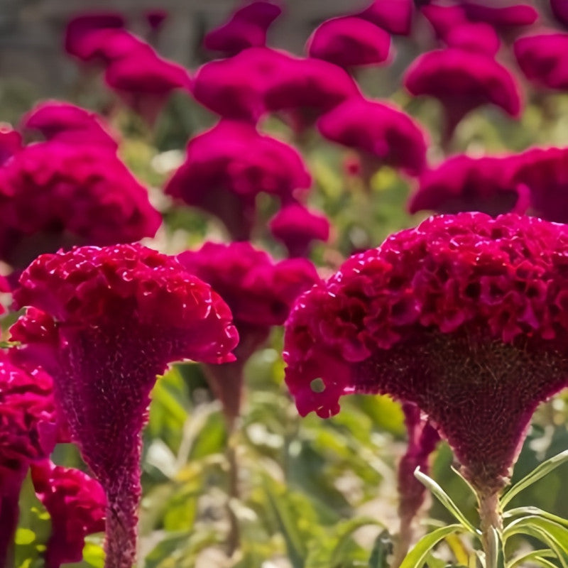 Celosia Cristata Seeds - Red Larger Packet High Germination 1500-7500 Onsaleseeds