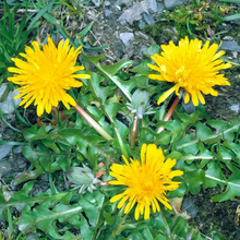 Dandelion Seeds