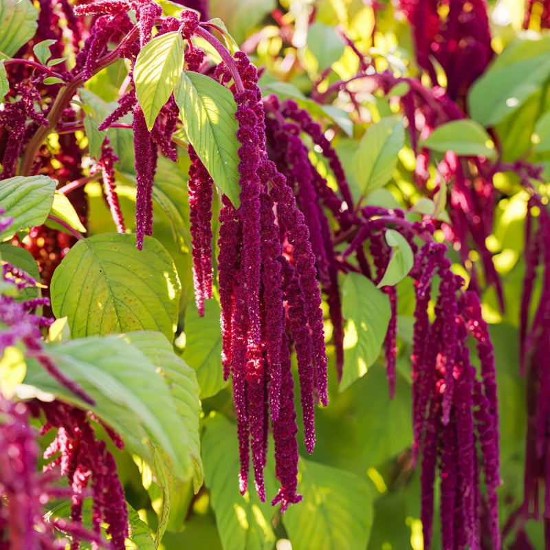 Amaranthus Caudatus Seeds - Red Larger Packet High Germination 4000-20000 Onsaleseeds