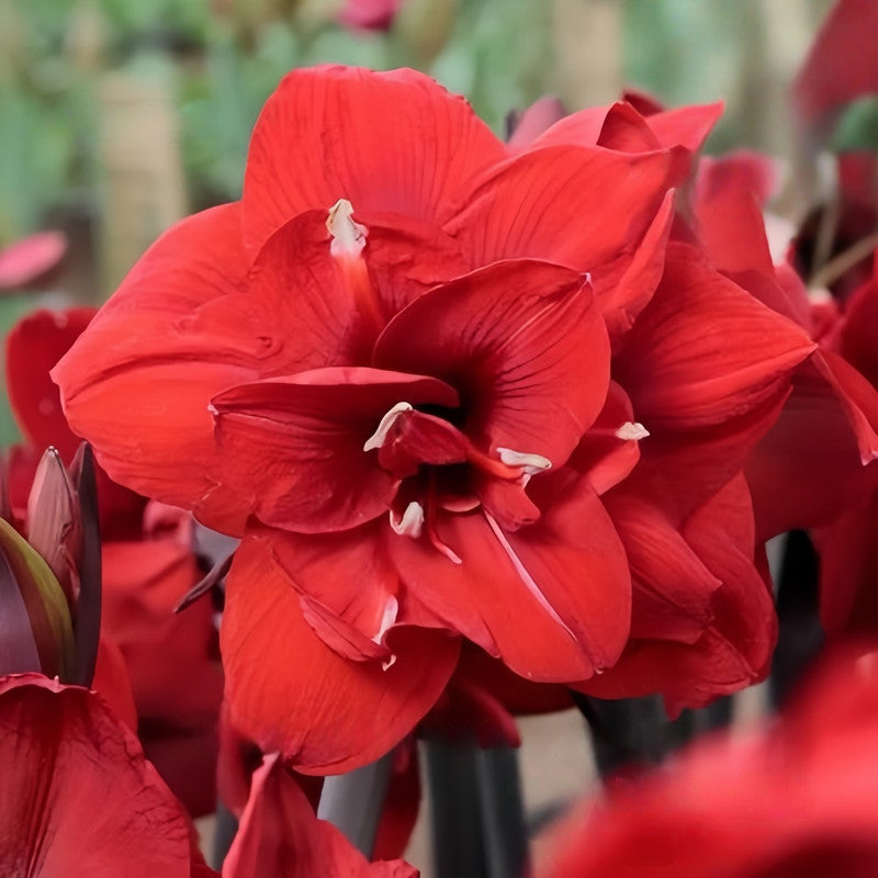 Amaryllis Bulbs - Cherry Nymph