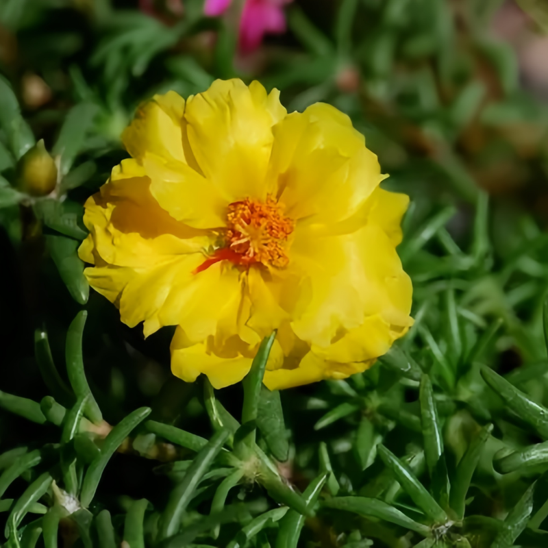 Moss Rose Seeds - Golden Larger Packet High Germination 300-1000 Onsaleseeds