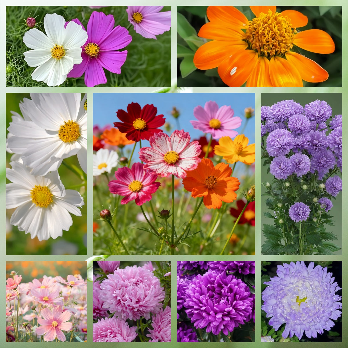 Wildflower Seeds - Highway Hillside Greening Mix Includes Cosmos, Zinnia, Calendula, etc.