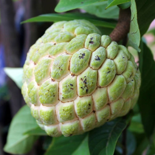 Soursop Seeds