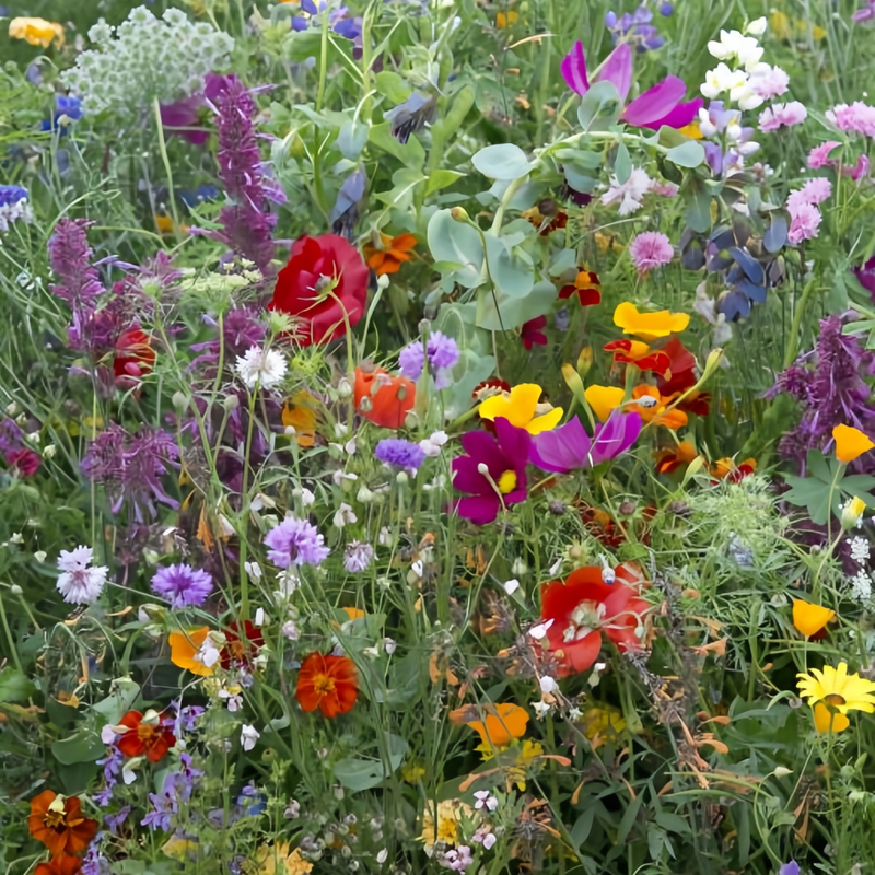 Wildflower Seeds - Multicolored Mix Includes Dwarf morning-glory, Coreopsis Tinctoria, Garden Verbena, etc.
