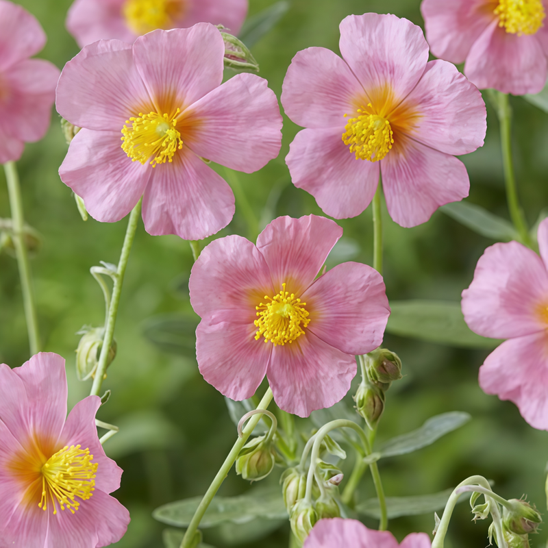 Helianthemum Seeds up to 50% Large Pack · 900-5000 Seeds