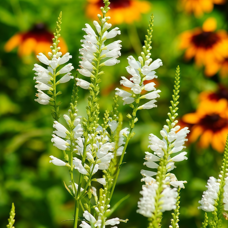 Physostegia White Seeds up to 50%